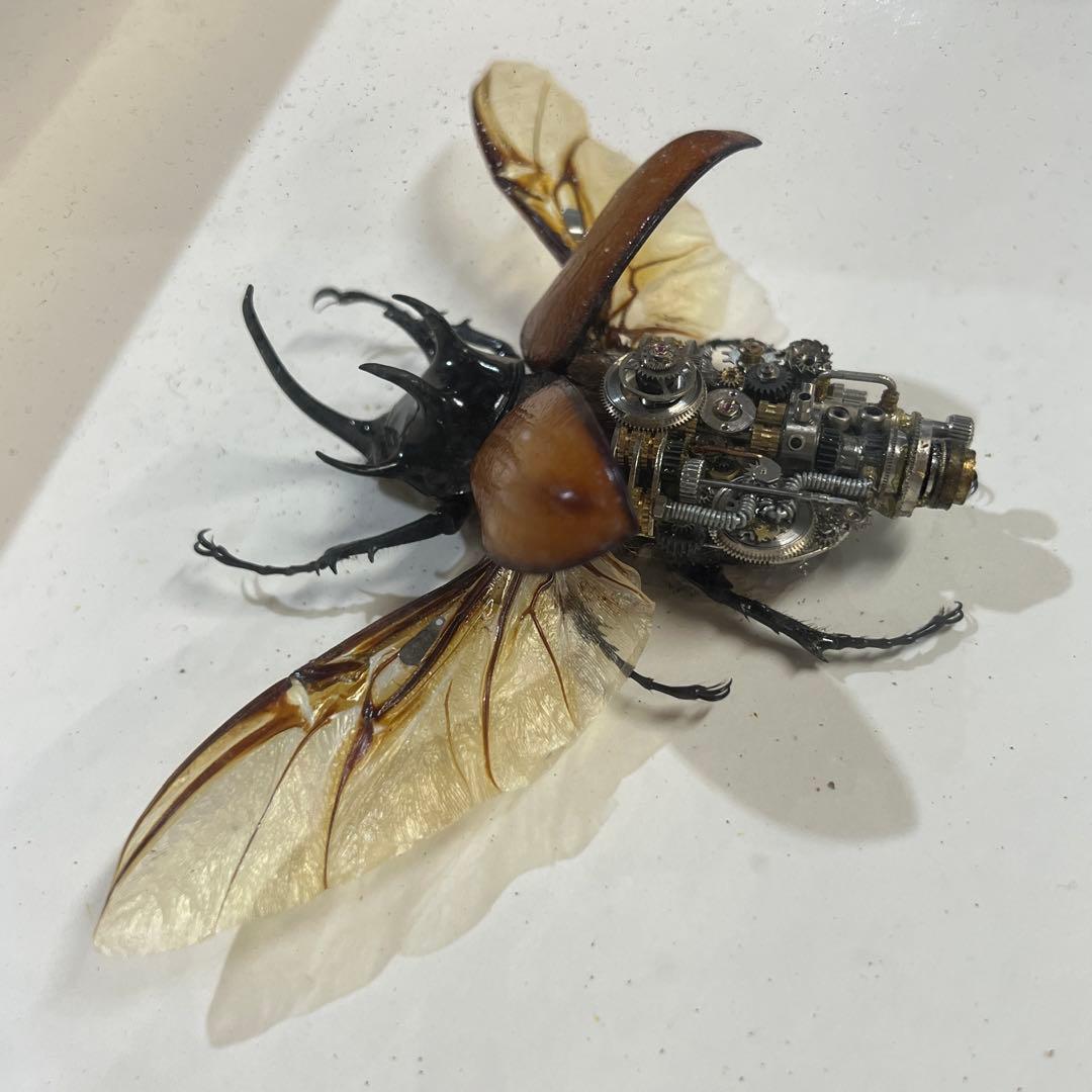 【美品】昆虫標本 甲虫 オブジェ 標本フレーム 木製 インテリア　カブトムシ