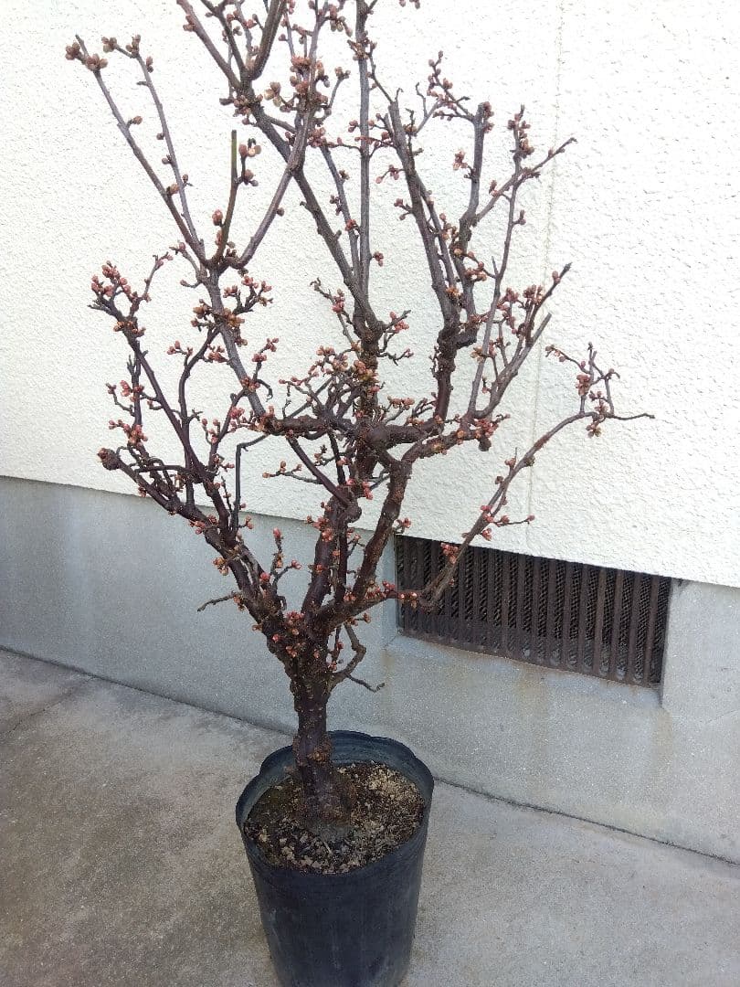 雲龍梅　古木　白花　７号ポットつき　特大❗　③