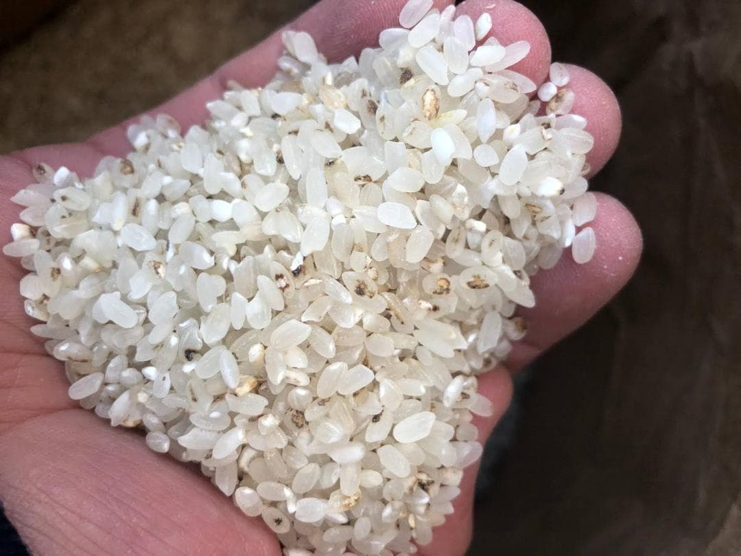 くず米 20kg 鶏飼料 野鳥の餌に使えるお米