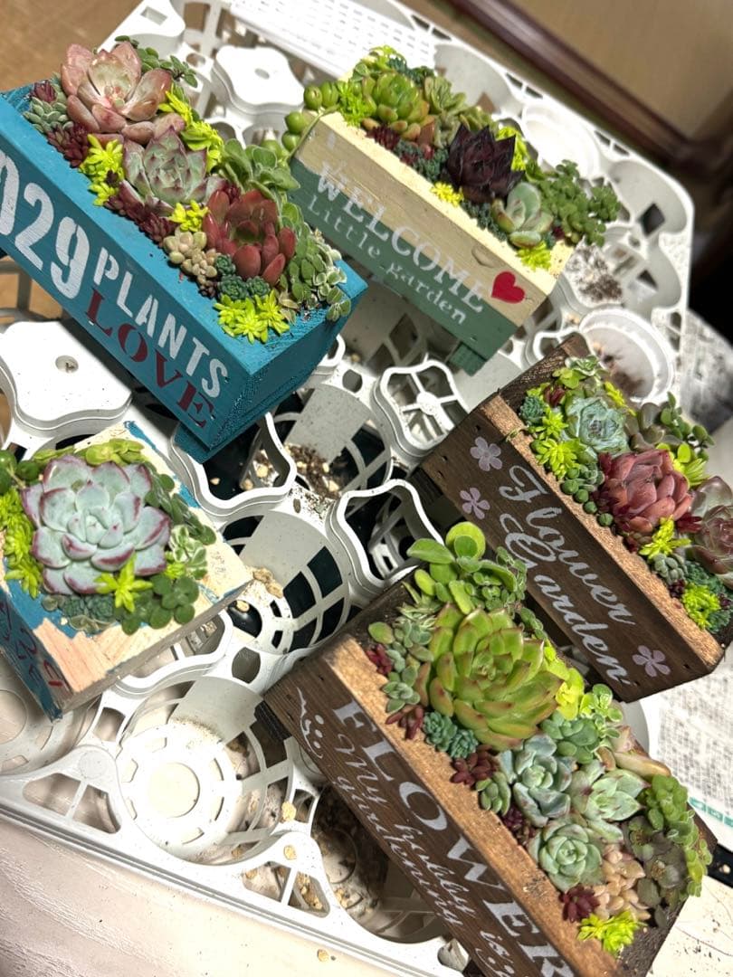 多肉植物 寄せ植え 木箱 ちまちま寄せ ステンシル オリジナル