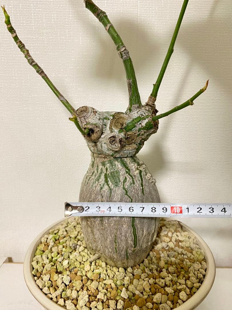 ボンバックス　斑入り