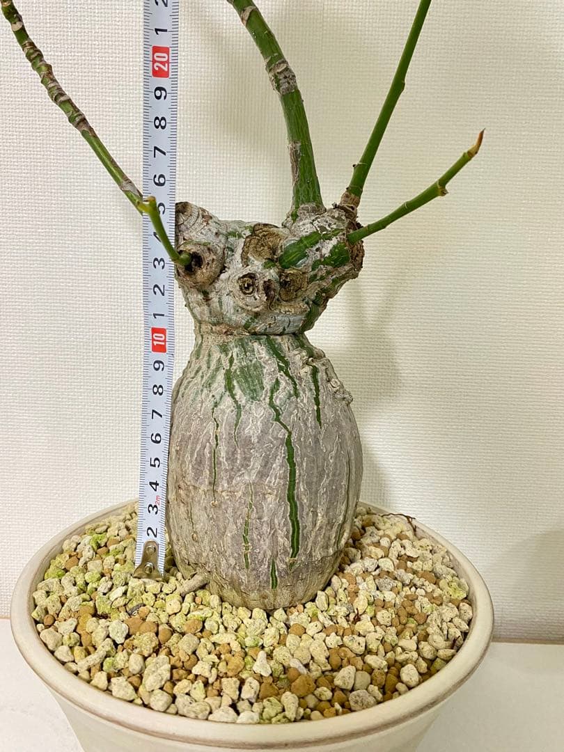 ボンバックス　斑入り