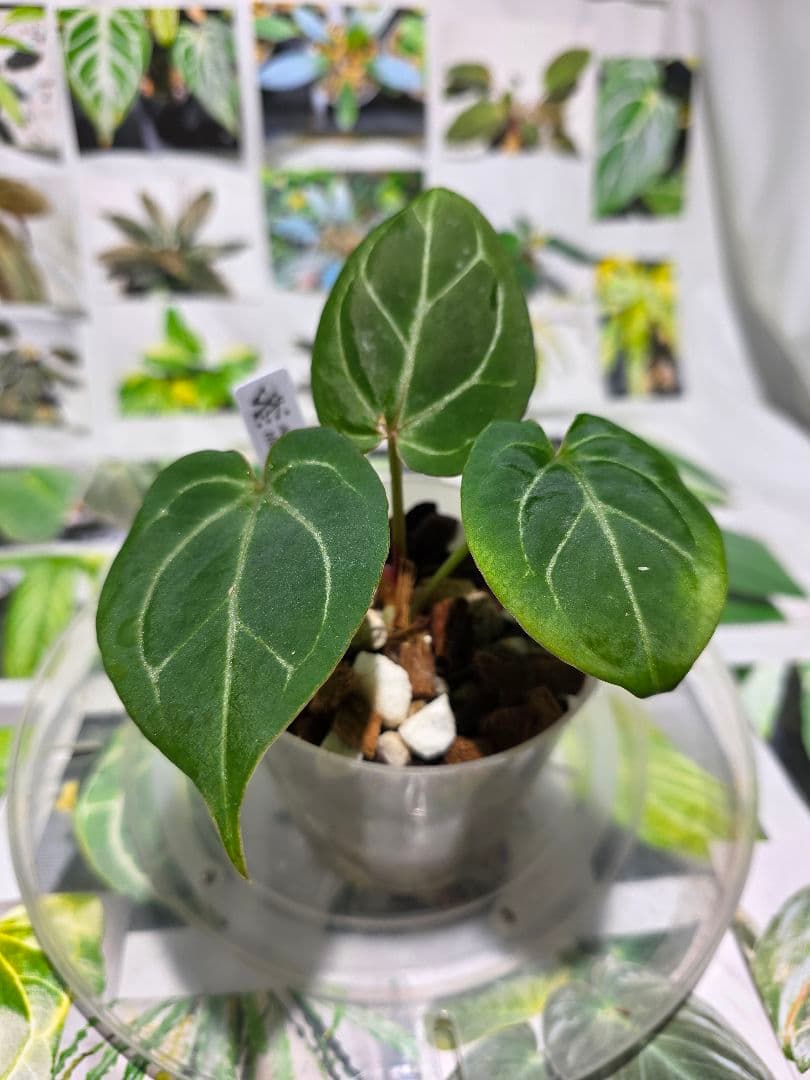 熱帯植物‼️超ラメ脈‼️　アンスリウム　キング オブ スペード　HU