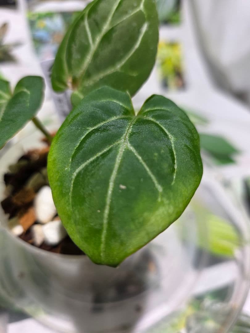 熱帯植物‼️超ラメ脈‼️　アンスリウム　キング オブ スペード　HU