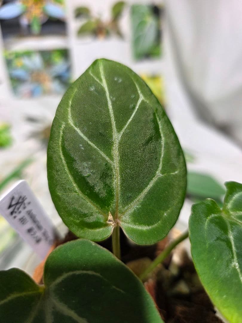 熱帯植物‼️超ラメ脈‼️　アンスリウム　キング オブ スペード　HU