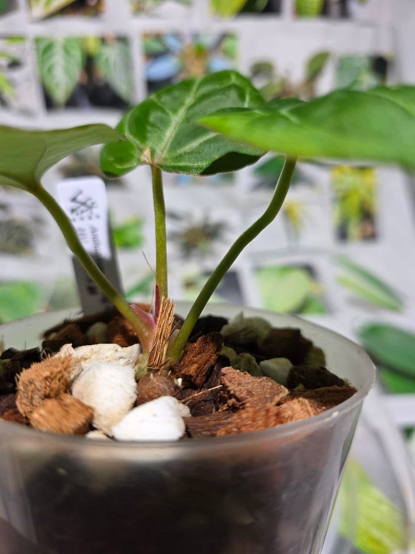熱帯植物‼️超ラメ脈‼️　アンスリウム　キング オブ スペード　HU