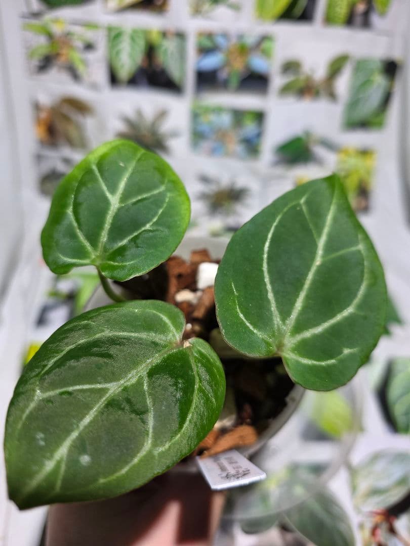 熱帯植物‼️超ラメ脈‼️　アンスリウム　キング オブ スペード　HU
