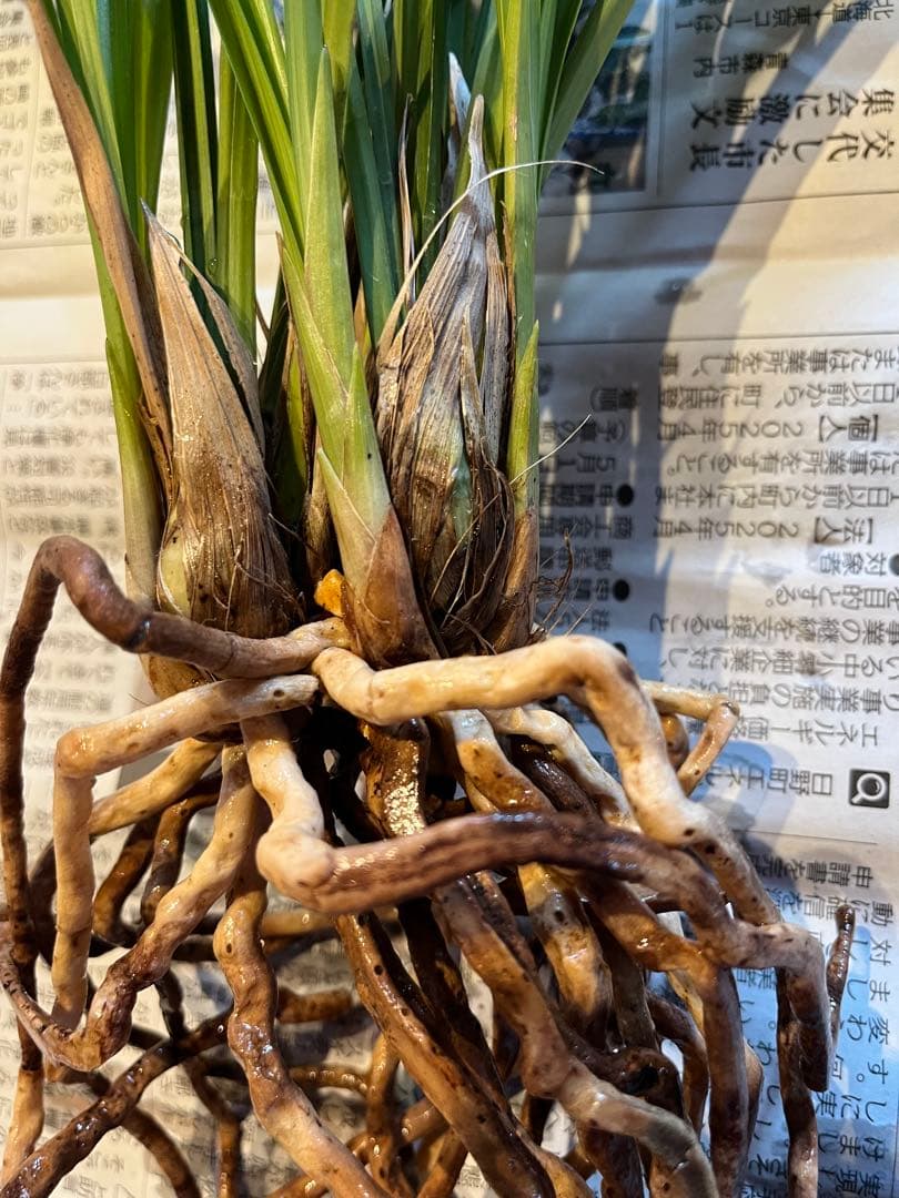 日向寒蘭銘品『日向の誉』成木9条　寒蘭　春蘭　東洋蘭　万年青