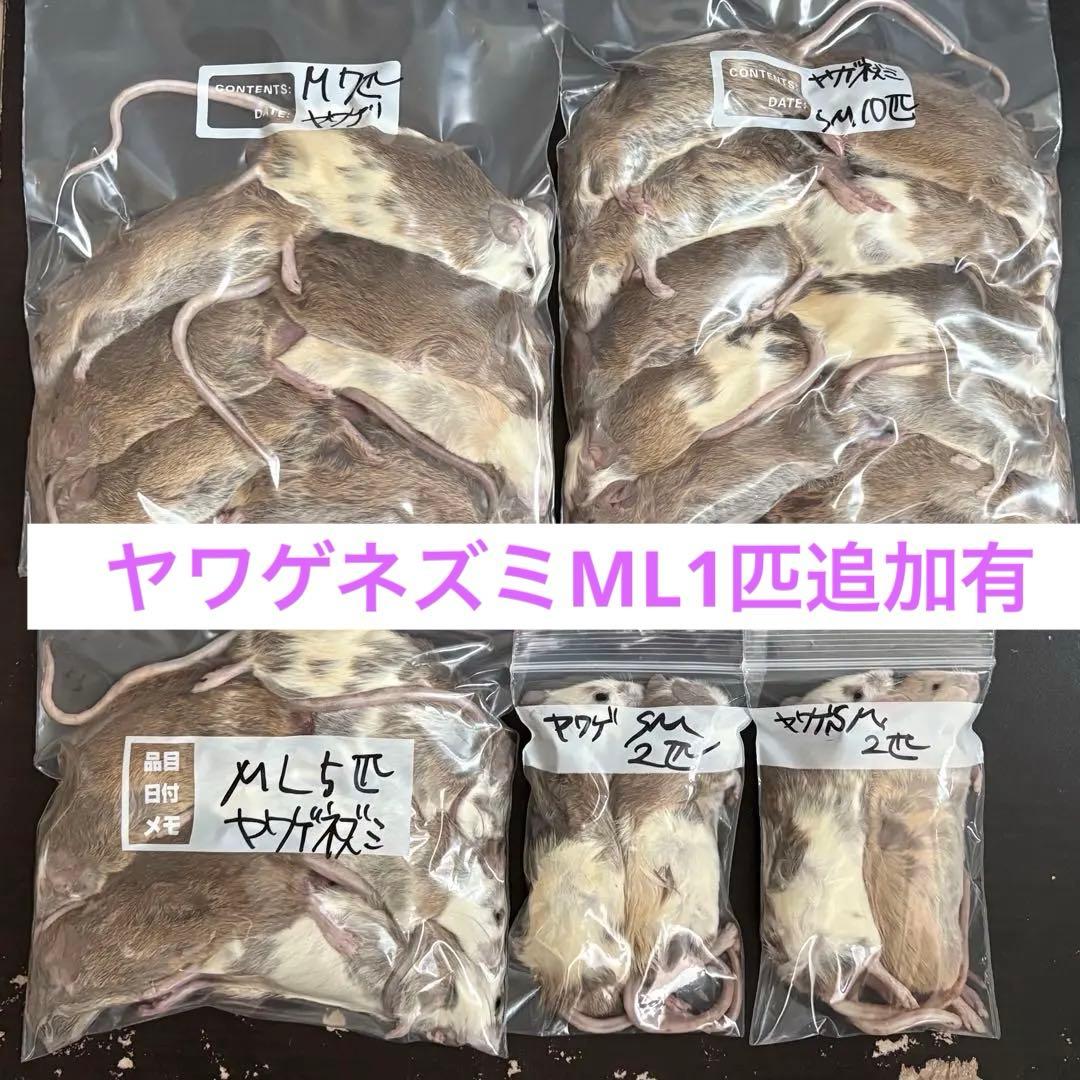 M KKページ　冷凍ラット　ヤワゲネズミ