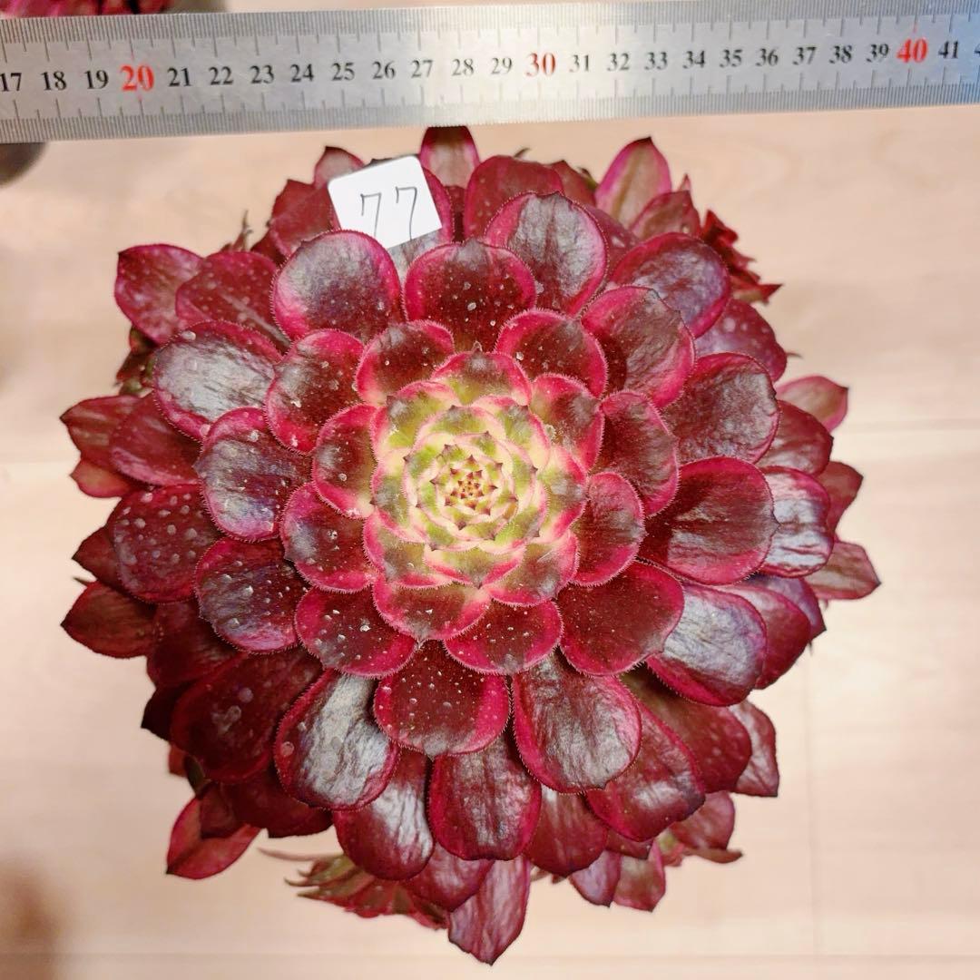 77#多肉植物アエオニウム錦 ❤️雲彩❤️1大頭10小頭24cm 高36cm拔き苗