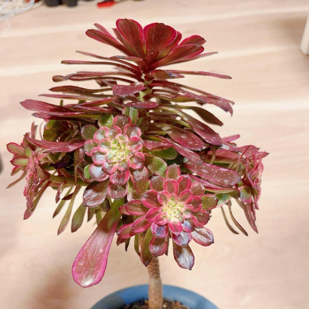 77#多肉植物アエオニウム錦 ❤️雲彩❤️1大頭10小頭24cm 高36cm拔き苗