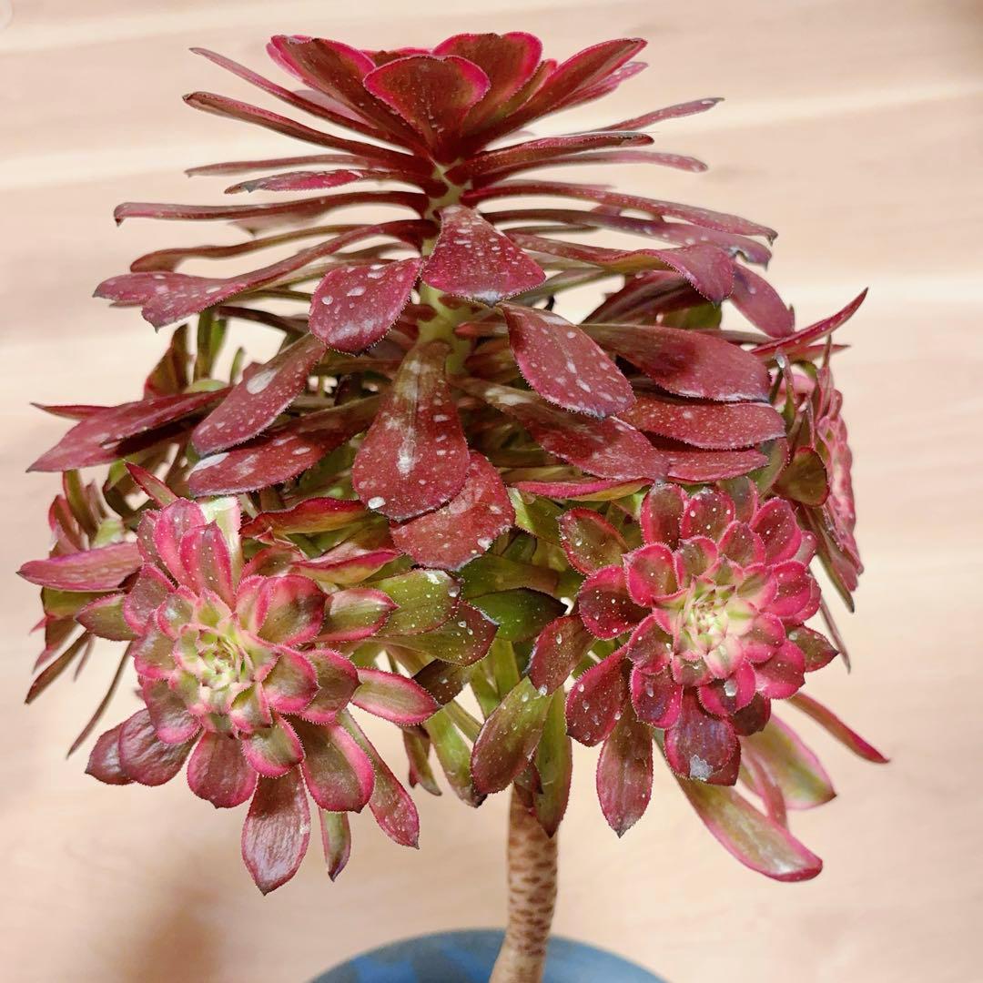 77#多肉植物アエオニウム錦 ❤️雲彩❤️1大頭10小頭24cm 高36cm拔き苗