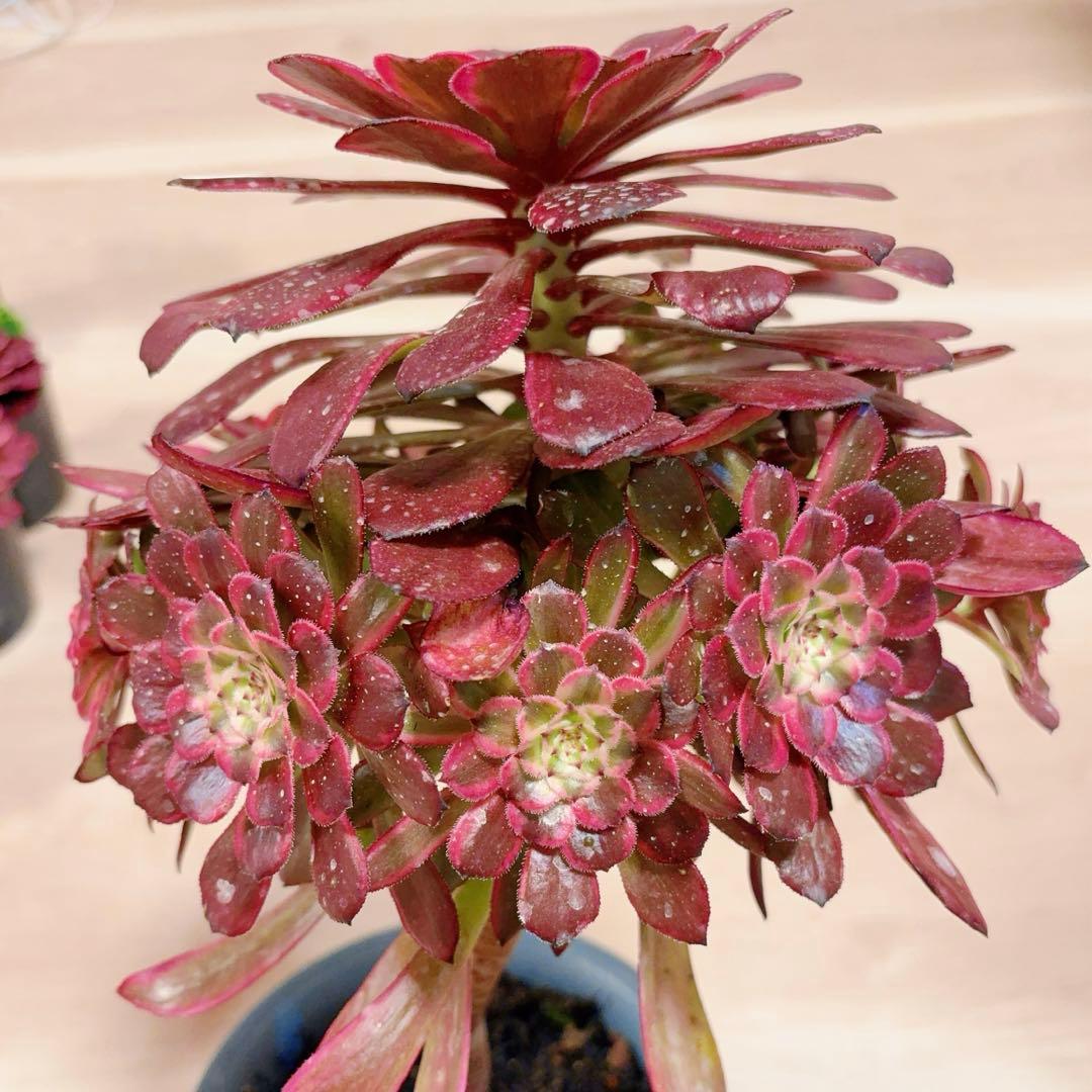 77#多肉植物アエオニウム錦 ❤️雲彩❤️1大頭10小頭24cm 高36cm拔き苗