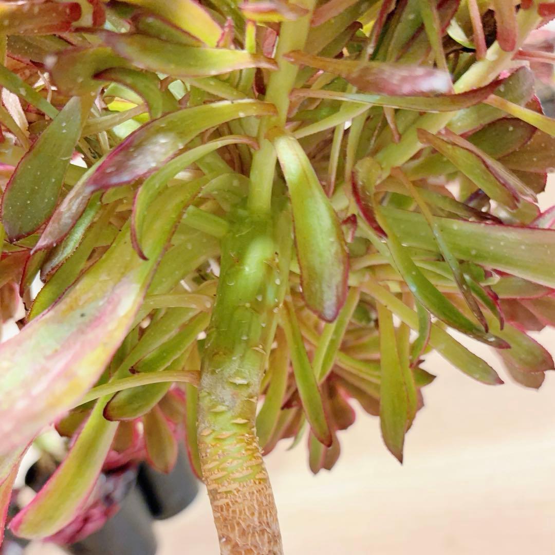77#多肉植物アエオニウム錦 ❤️雲彩❤️1大頭10小頭24cm 高36cm拔き苗
