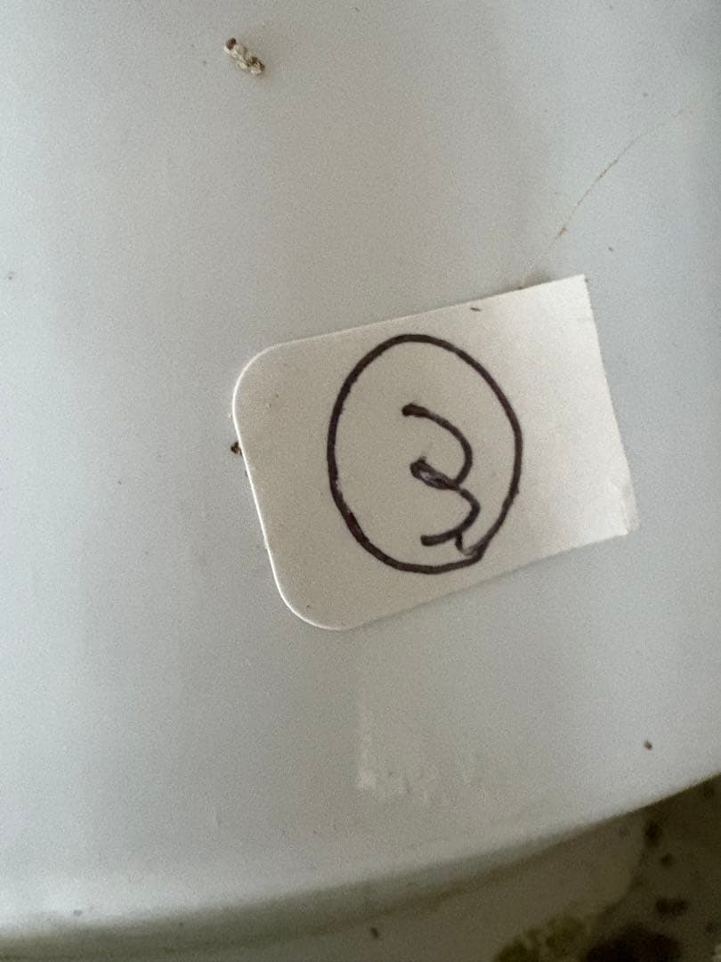 のん