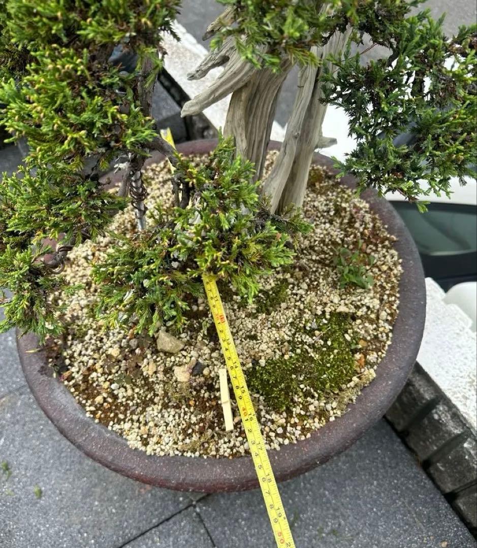 中型盆栽( 引取限定　) 大阪府和泉市