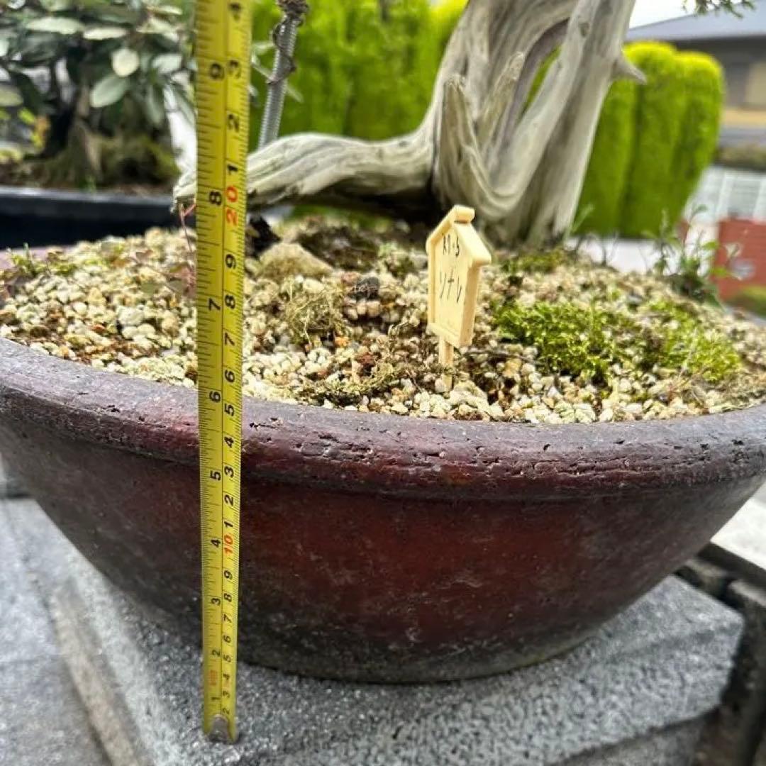 中型盆栽( 引取限定　) 大阪府和泉市