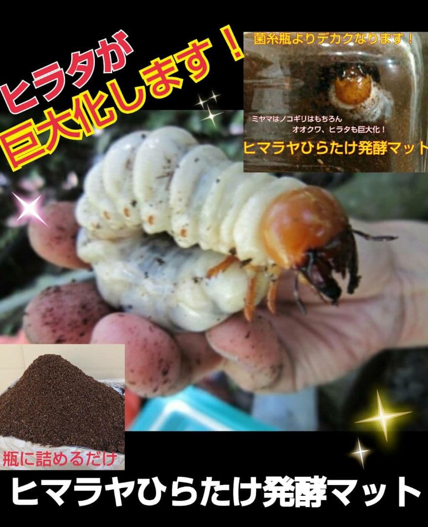 デカクなりすぎ注意！ヒマラヤひらたけ発酵マット　産卵にも！増量100リットル