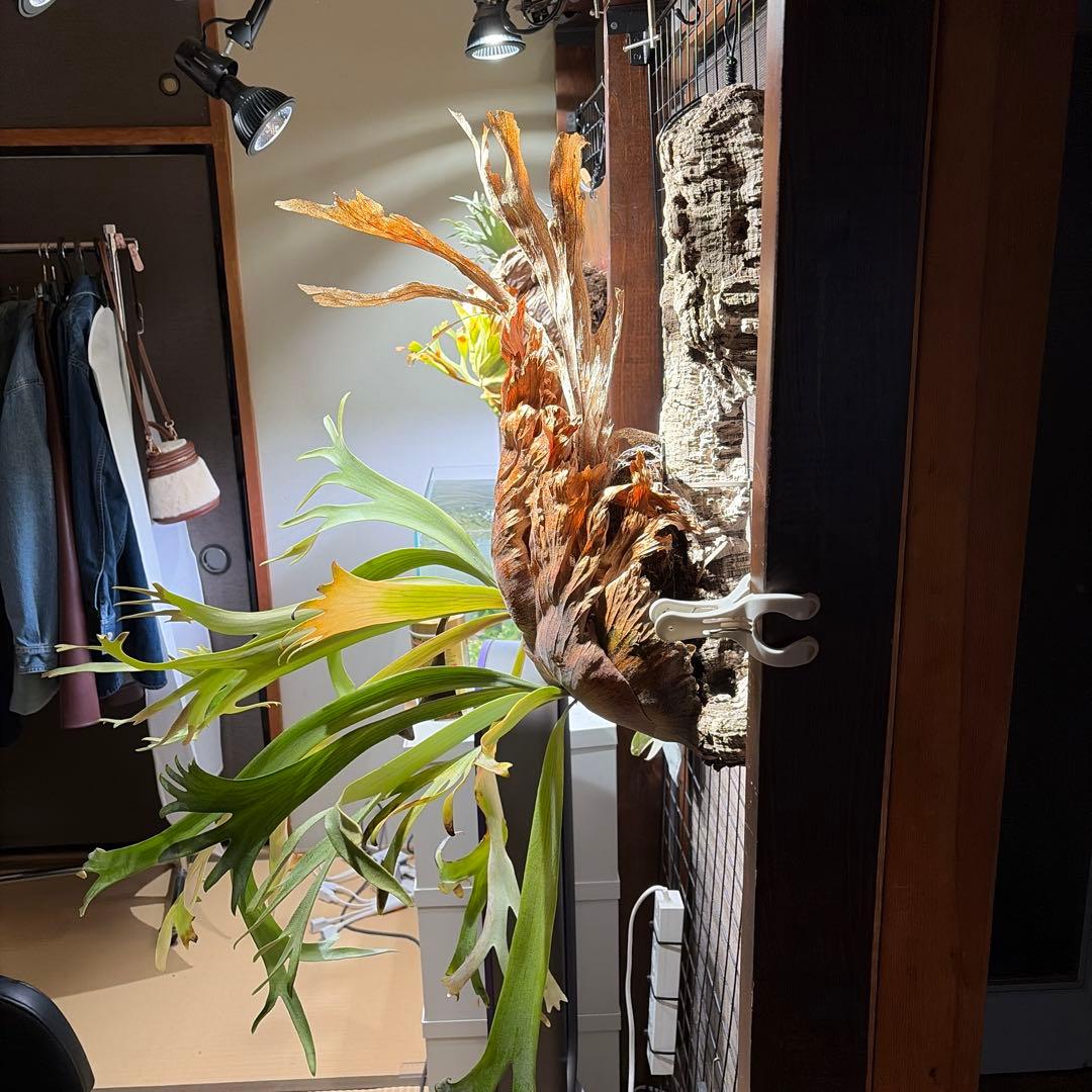 ビカクシダ ウィリンキー
