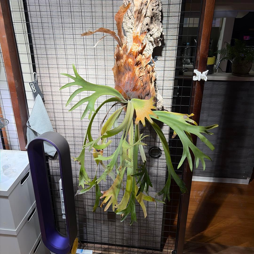 ビカクシダ ウィリンキー