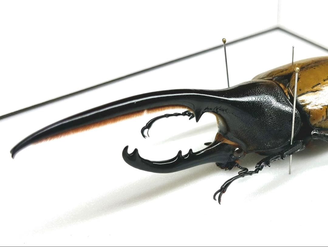 ヘラクレスオオカブト ブリュゼニ 135mm 標本