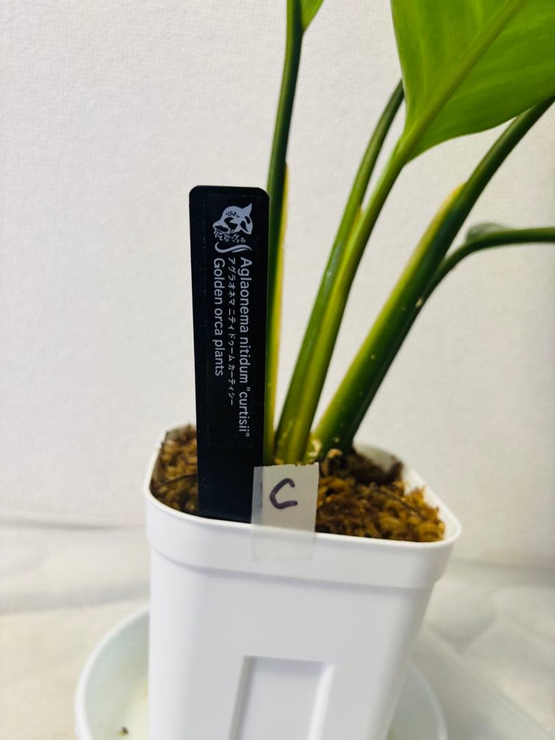 【本物 特大】アグラオネマ　カーティシー種親候補　C株（管理番号）平日のみ発送