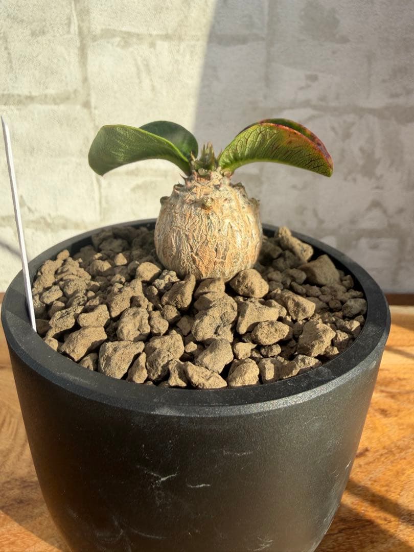パキポディウム　ウィンゾリー　実生　良型　まんまる株　塊根植物　コーデックス
