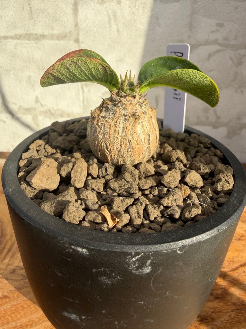 パキポディウム　ウィンゾリー　実生　良型　まんまる株　塊根植物　コーデックス