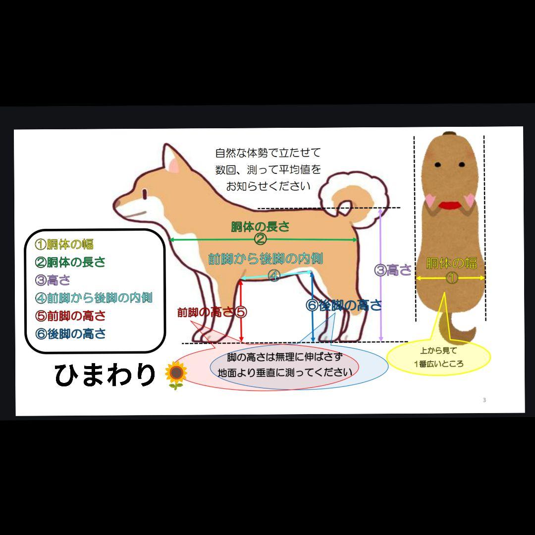 柴犬4輪　リハビリ　食事補助　犬用車椅子　シニア介護用　犬の歩行器