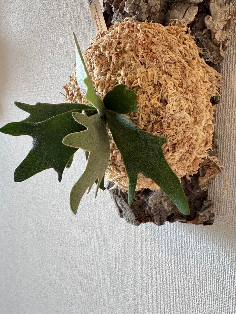 ビカクシダ P.willinckii Goldenboy sporeling