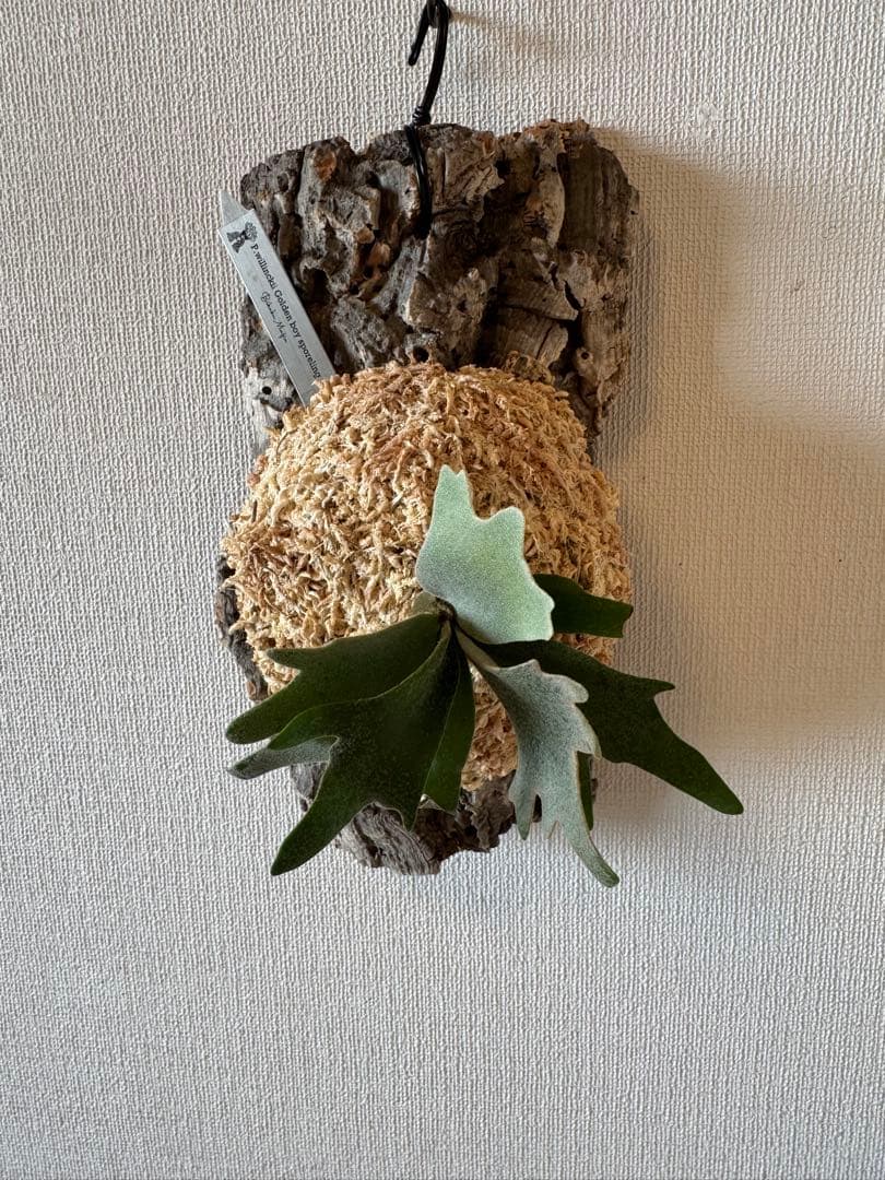 ビカクシダ P.willinckii Goldenboy sporeling