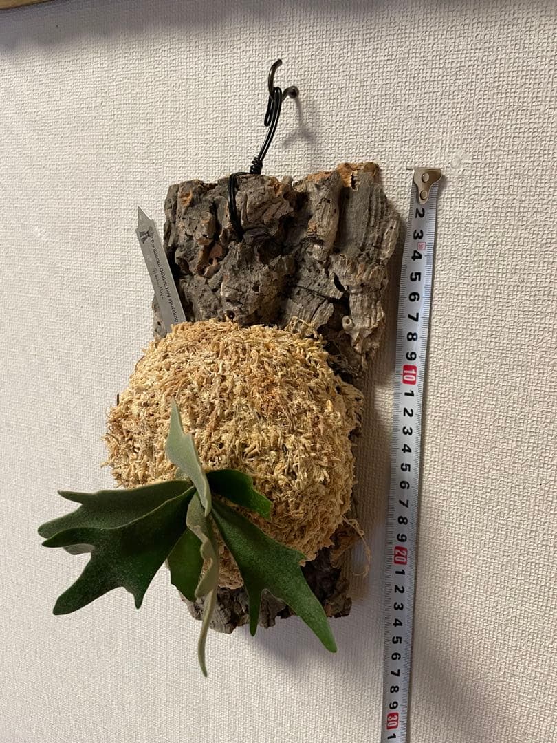 ビカクシダ P.willinckii Goldenboy sporeling