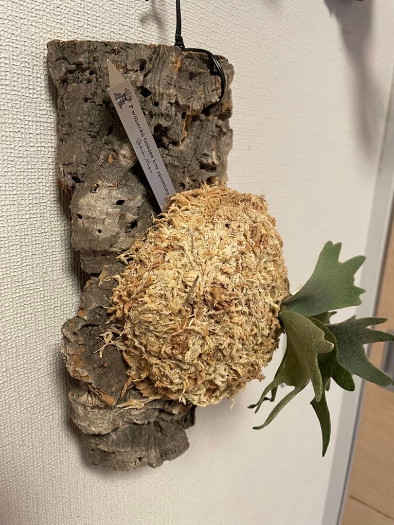 ビカクシダ P.willinckii Goldenboy sporeling