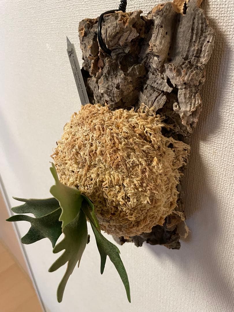 ビカクシダ P.willinckii Goldenboy sporeling