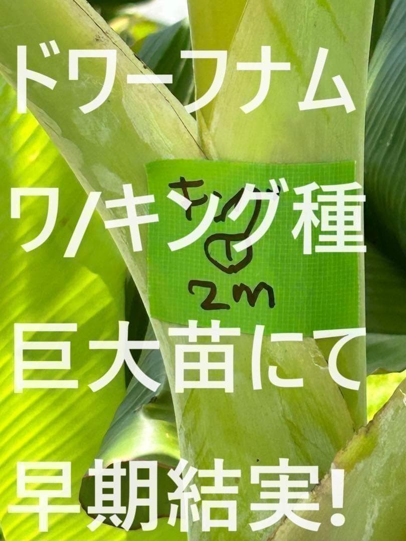 絶対糖度210cmモンスター苗◆ドワーフ・キングナムワ◆関東可 低木　耐寒性最強