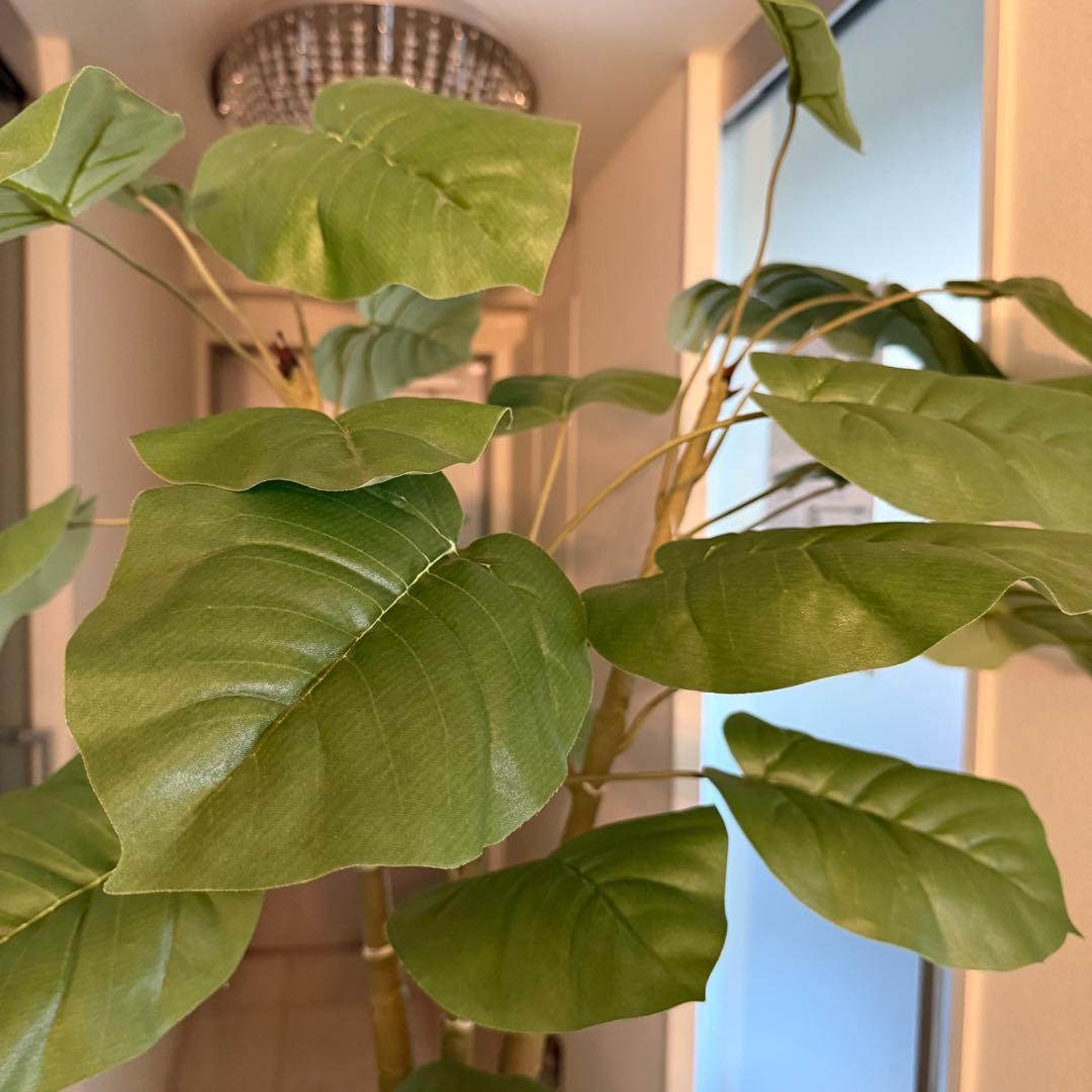 ウンベラータ　人工観葉植物 ホワイトポット