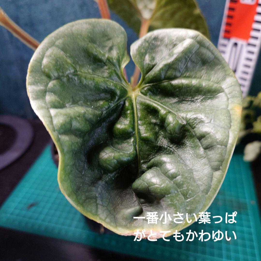 すぱくん　専用ページ