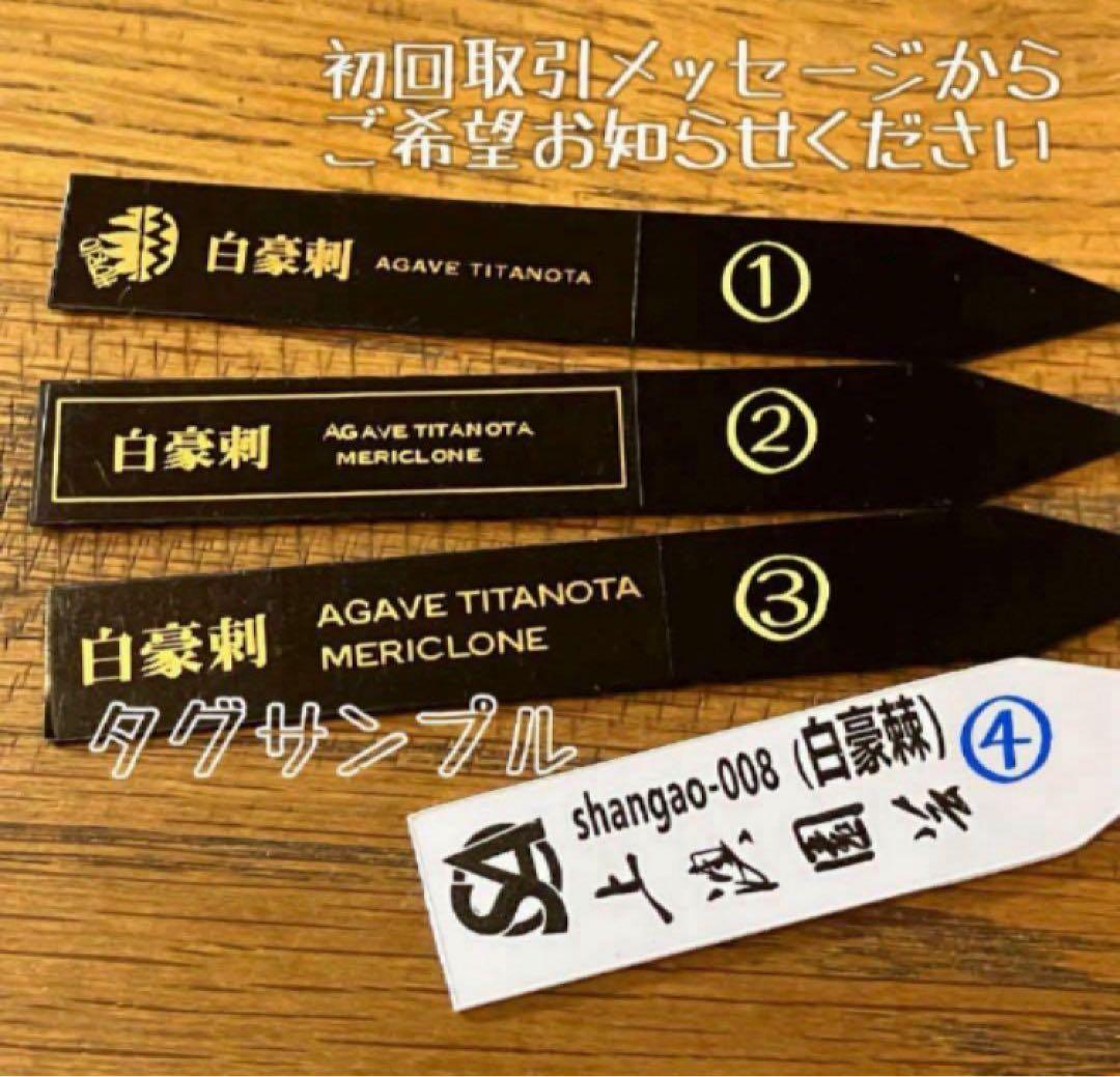 t*様 【オークション】⑥選抜　子株2株付き　太棘　アガべ　チタノタ　白豪刺　T