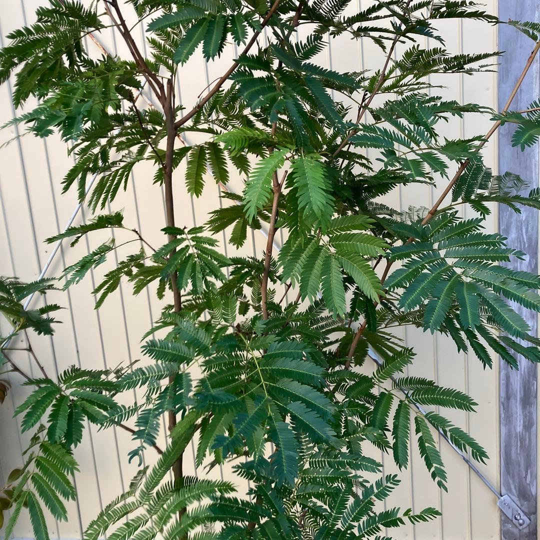 ネムの木　エバーフレッシュ　鉢皿付き