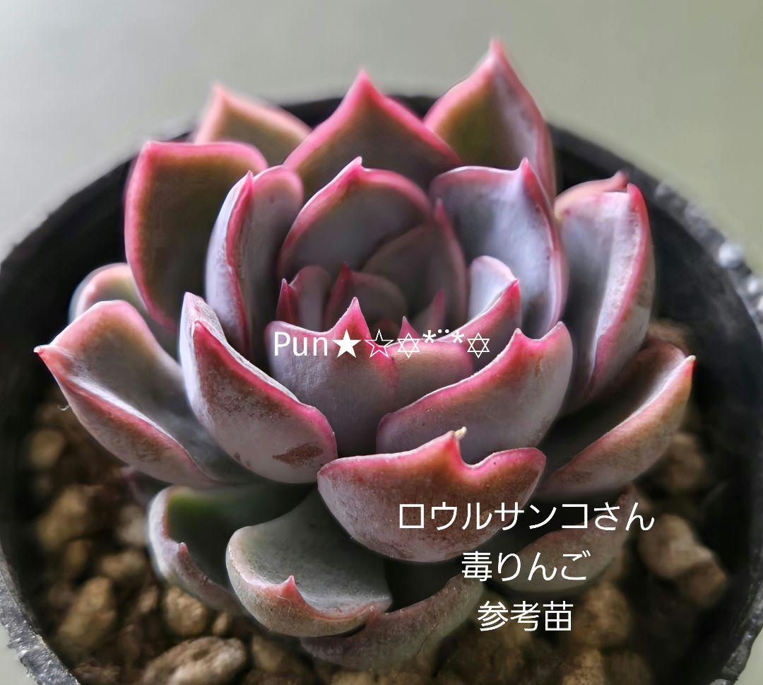 多肉植物 ロウルサンコさん♡毒りんご♡カット苗/毒リンゴ～3/23～