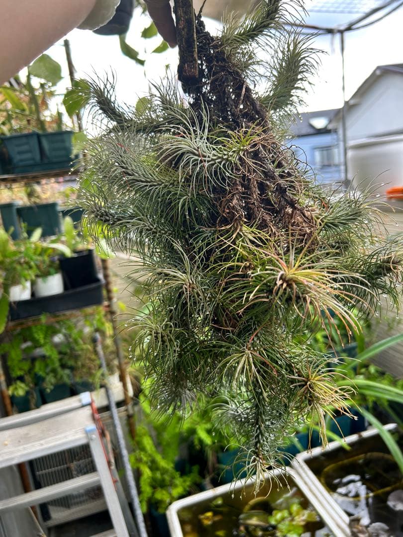 ブロメリア・エアープランツ Tillandsia funckiana var. recurvifolia