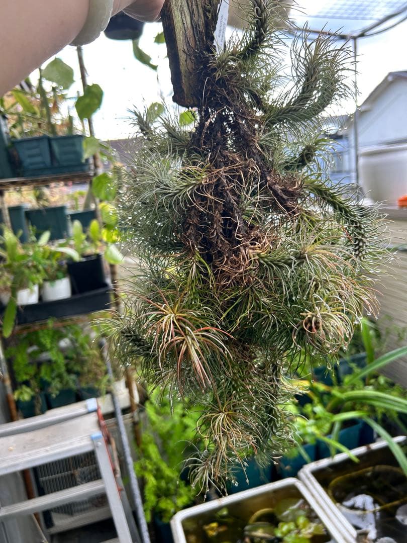 ブロメリア・エアープランツ Tillandsia funckiana var. recurvifolia