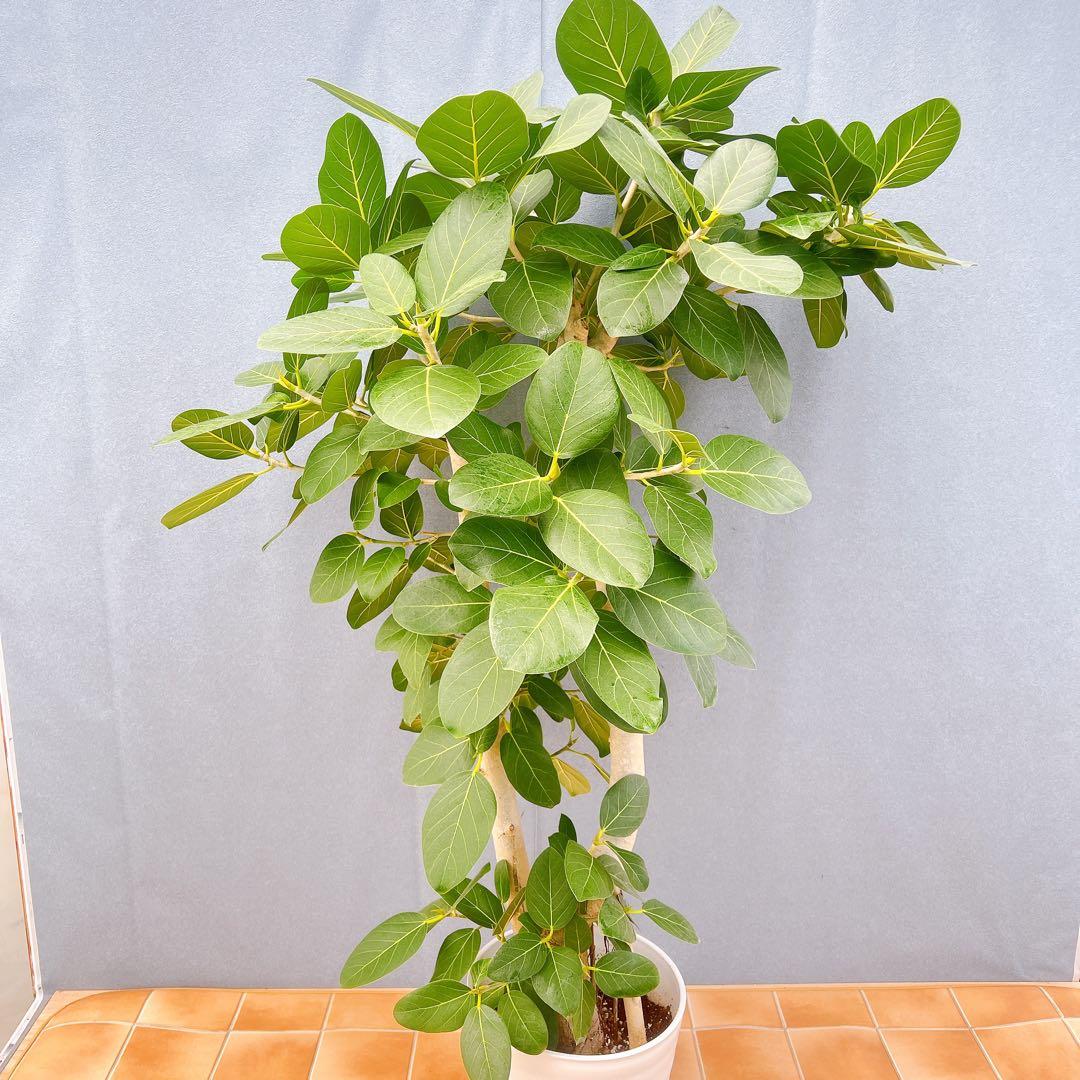 現品　フィカス　ゴムの木　ベンガレンシス　42番　インテリアグリーン　観葉植物