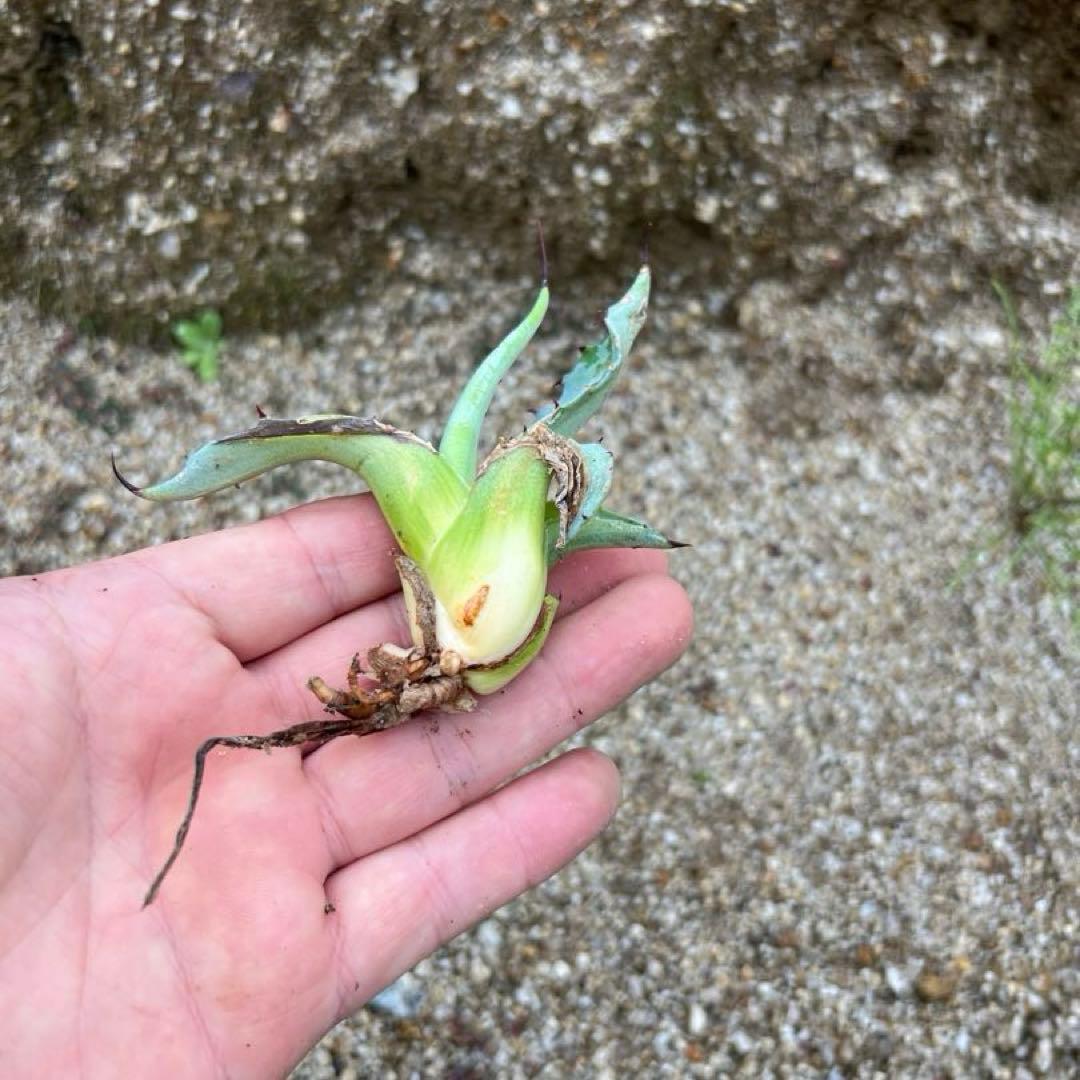 アガベ　スカブラ錦　縞斑　子株　極上縞斑　希少
