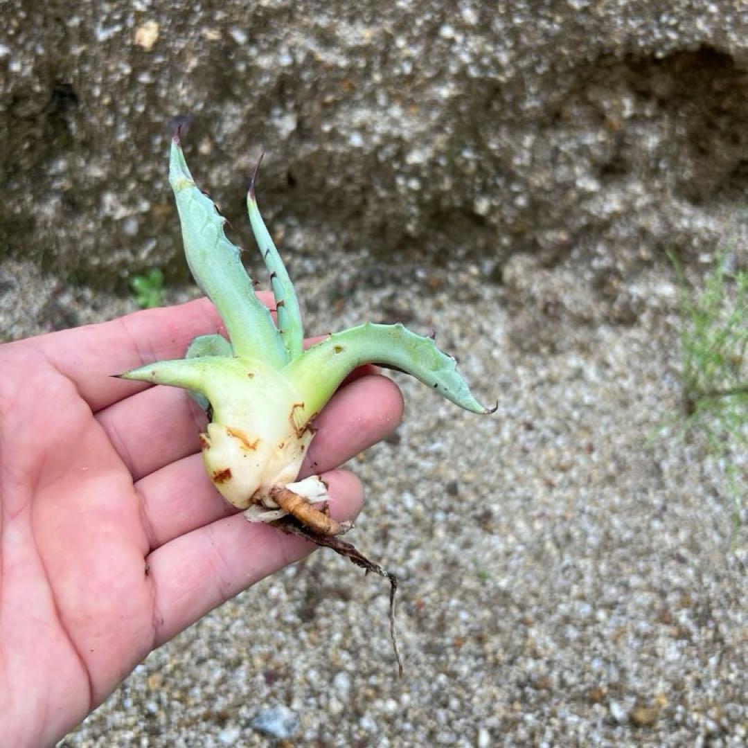 アガベ　スカブラ錦　縞斑　子株　極上縞斑　希少