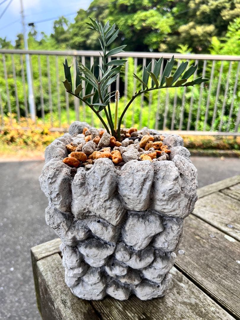 エンセファラルトス・ホリダス Encephalartos horridus