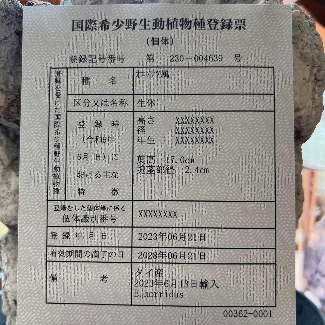 エンセファラルトス・ホリダス Encephalartos horridus