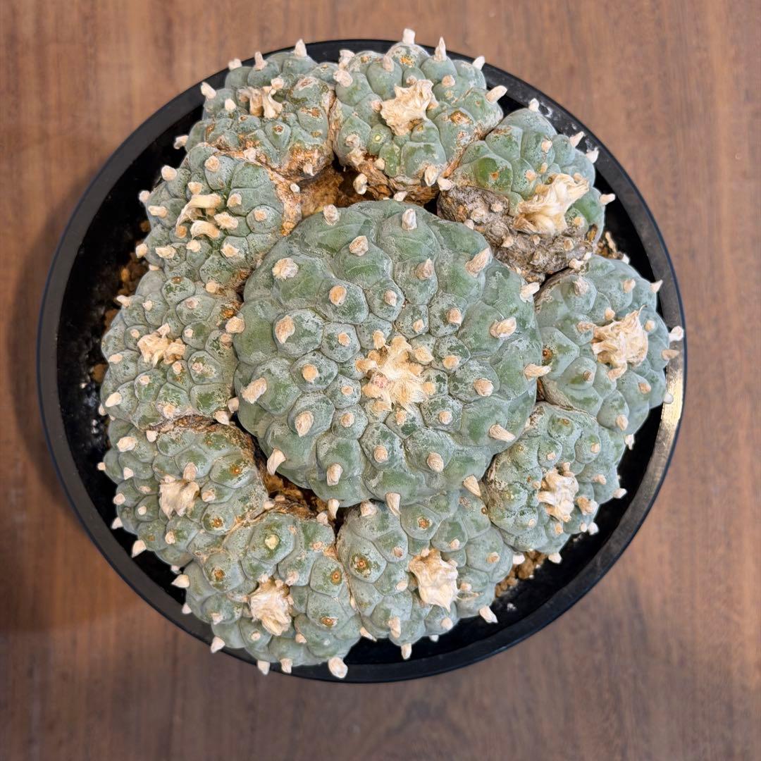 【大群生】ロフォフォラ烏羽玉 国内実生 塊根植物 サボテン コーデックス