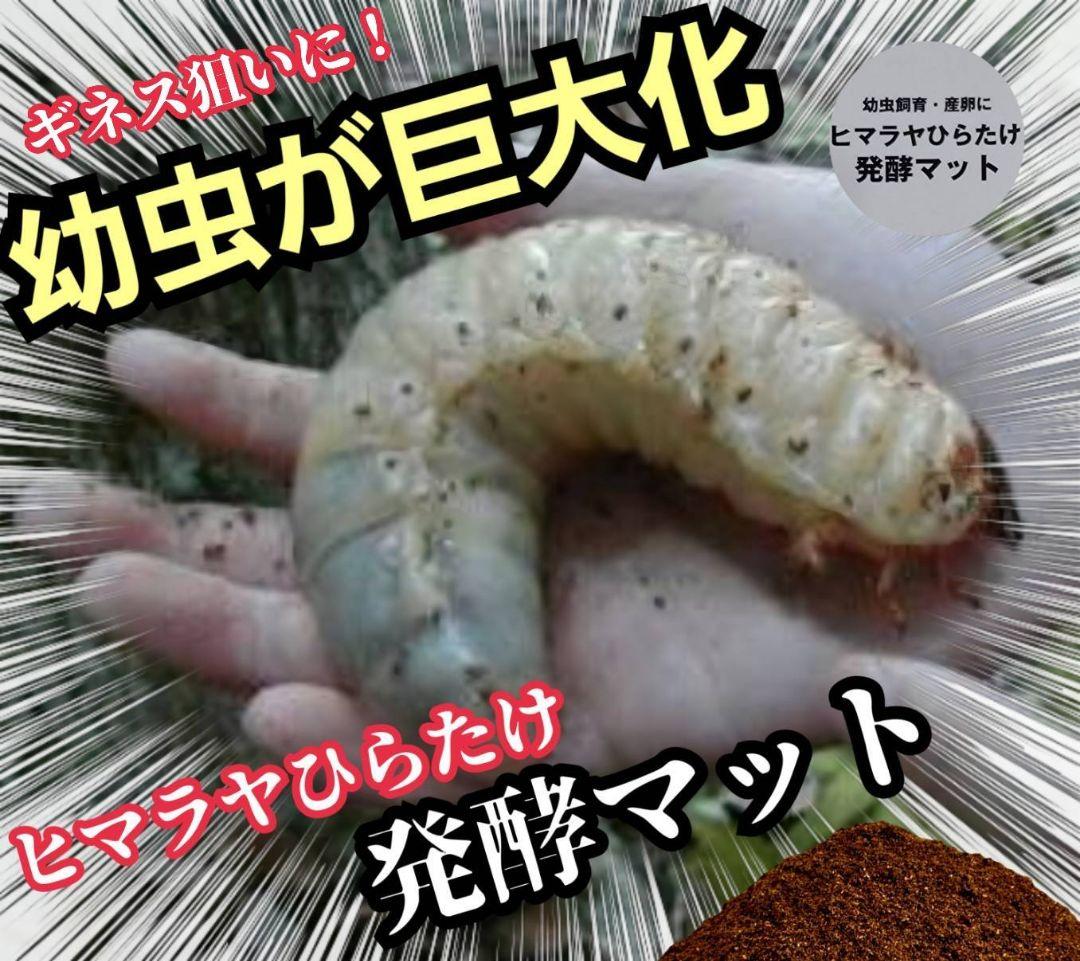 発酵マット入り！国産カブトムシ幼虫1頭飼育専用縦長クリアボト【30本セット】