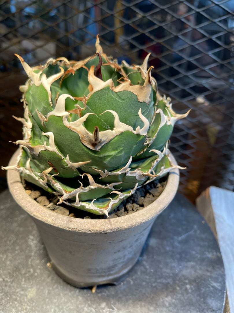 極上白鯨　真っ白